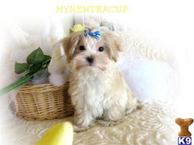 Maltese Puppies for Sale