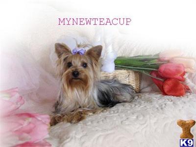 Dogs for Sale in CA