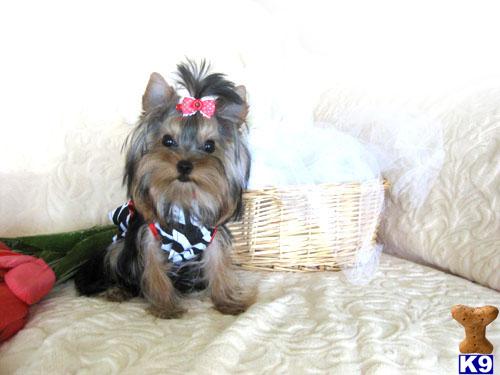 Dogs - Yorkshire Terrier