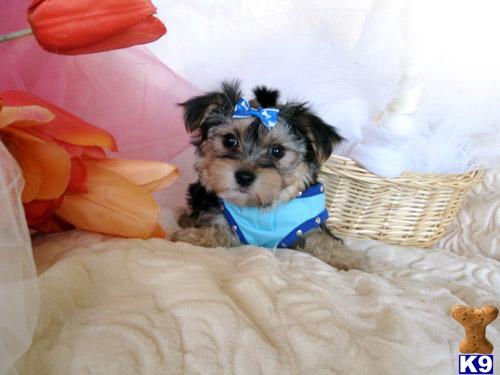 Puppies in Perris