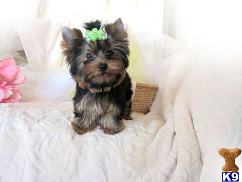 Puppies in Perris