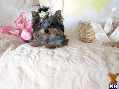 Puppies in Perris
