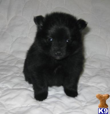 Pomeranian Puppies in TX