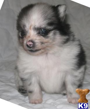 Pomeranian Puppies in TX