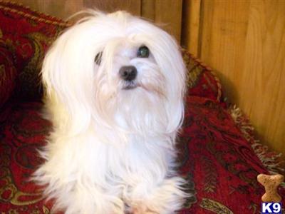 Stud Dogs - Maltese