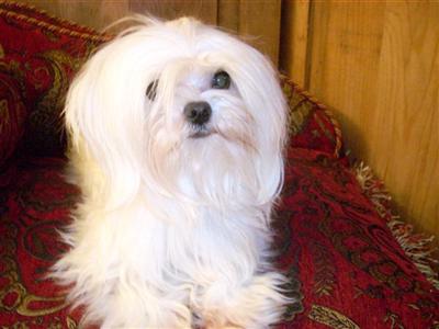 Dogs - Maltese