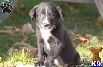 Border Collie Puppies