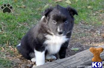Border Collie Puppies