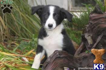 Border Collie Puppies
