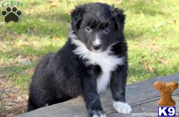 Border Collie Puppies