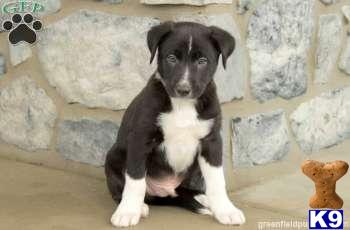 Border Collie Puppies