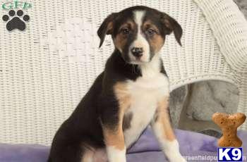 Border Collie Puppies