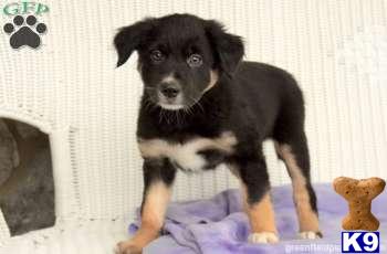 Border Collie Puppies