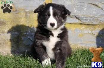 Border Collie Puppies