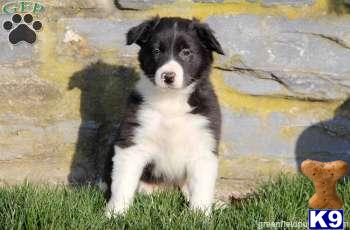 Border Collie Puppies