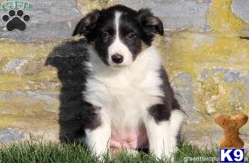 Border Collie Puppies