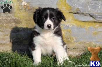 Border Collie Puppies