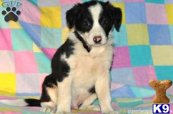 Border Collie Puppies