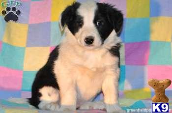 Border Collie Puppies