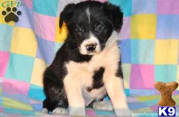 Border Collie Puppies