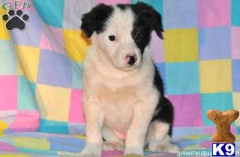 Border Collie Puppies