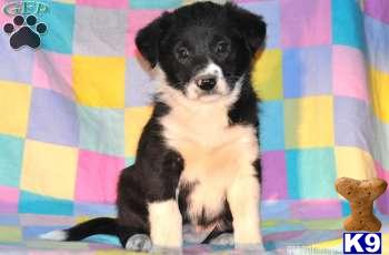 Border Collie Puppies
