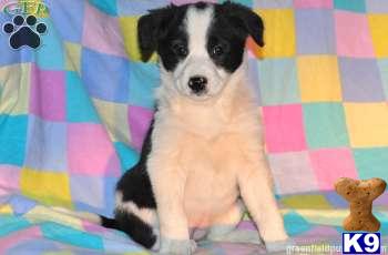 Border Collie Puppies