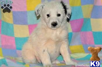 Border Collie Puppies