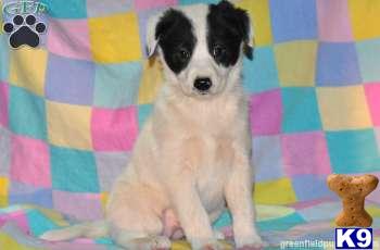 Border Collie Puppies