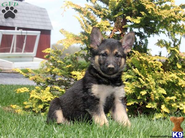 german shepherd puppies lancaster pa document moved german shepherd puppies lancaster pa document moved