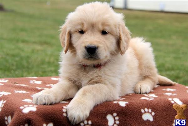 golden retriever puppies lancaster pa document moved golden retriever puppies lancaster pa document moved