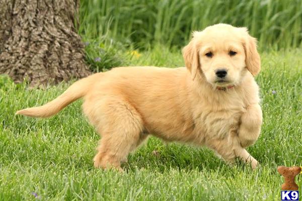 golden retriever puppies lancaster pa document moved golden retriever puppies lancaster pa document moved