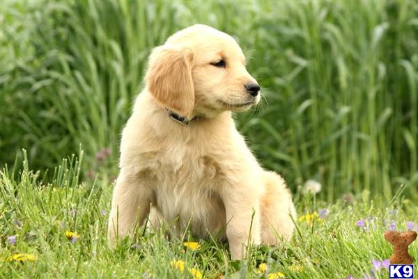 golden retriever puppies lancaster pa document moved golden retriever puppies lancaster pa document moved