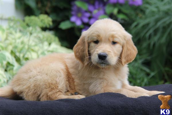 golden retriever puppies lancaster pa document moved golden retriever puppies lancaster pa document moved