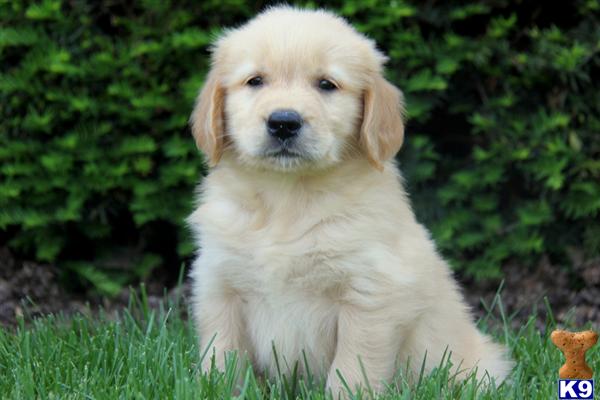 pennsylvania golden retrievers document moved pennsylvania golden retrievers document moved
