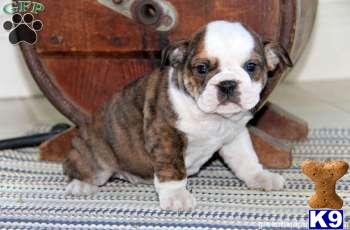 Puppies in PA