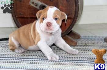 Puppies in PA
