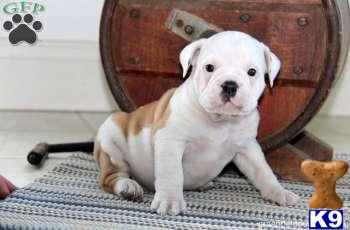 Puppies in PA