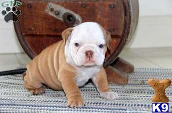 Puppies in PA