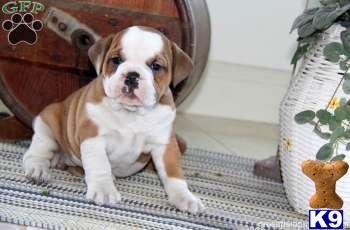 Puppies in PA