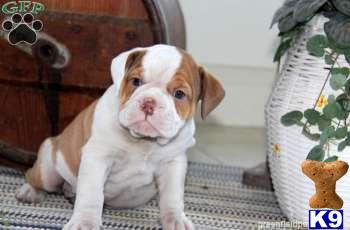 Old English Bulldog Puppies