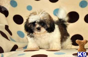 Shih+tzu+puppies+for+adoption+in+pa