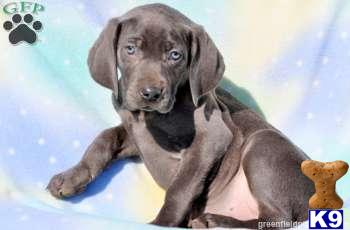 Puppies in PA
