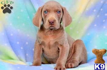 Puppies in PA