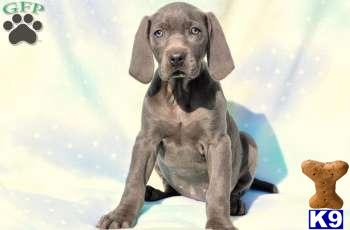 Puppies in PA