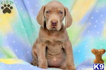 Puppies in PA