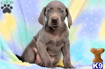 Puppies in PA