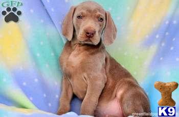 Puppies in PA