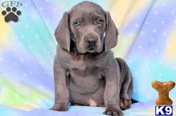 Puppies in PA