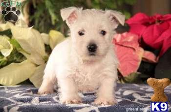 West Highland White Terrier Puppies
